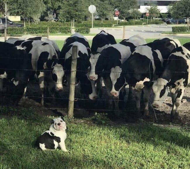 35 Random Animal Pictures That Need No Explanation This Week (February ...