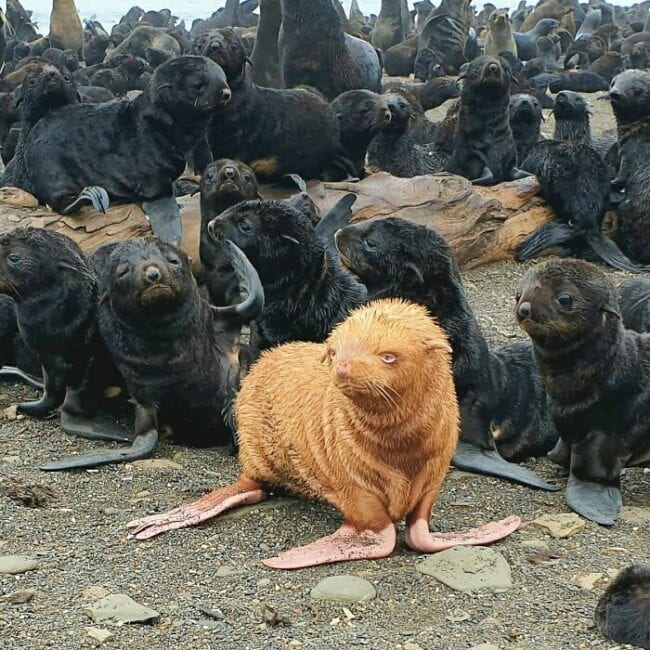 35 Unique Animals With Rare Genetic Mutations That Make Them Seem Like ...