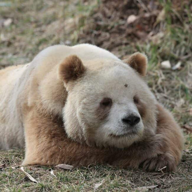 Rare Human Mutations Examples 35 Unique Animals With Rare Genetic Mutations That Make Them Seem Like ...