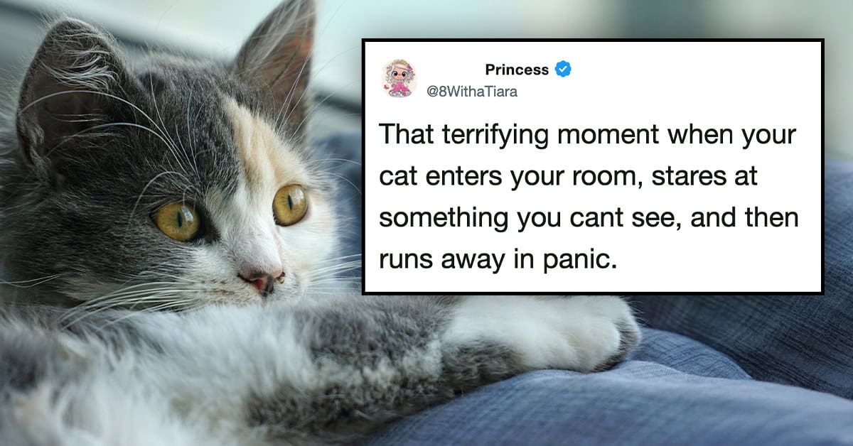 “There Are Two Types Of Cats” — Hissterical Cat Tweets To Get You Through Rest Of The Week