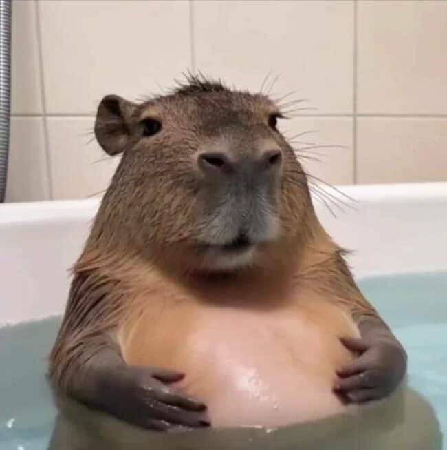 Random Fun Animals 35 Random Funny Animal Pictures That Made This Week Better