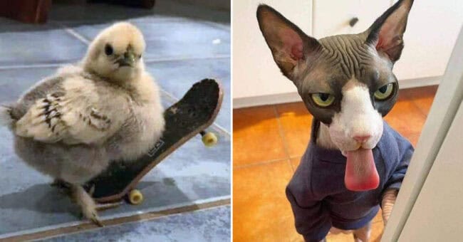 Random Fun Animals 35 Random Funny Animal Pictures That That Made Our Week Better