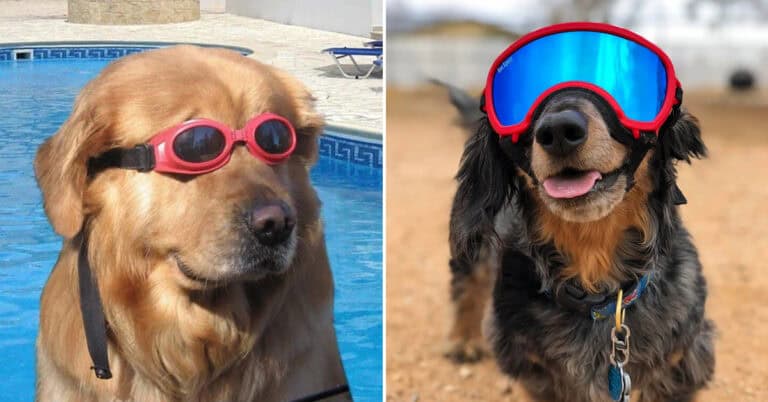 35 Dogs In Doggles Taking Eye Protection Very Seriously