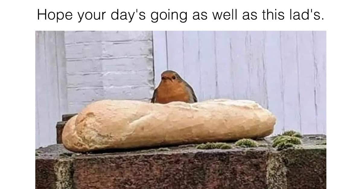 35 Fine Feathered Bird Memes That’ll Have You Chirping With Laughter
