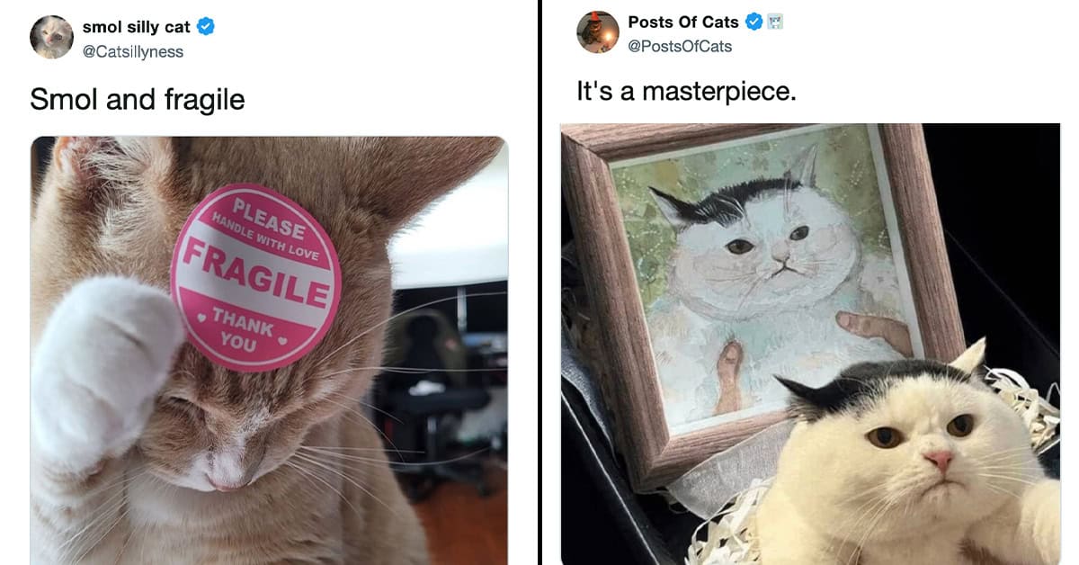 30 Funniest Cat Tweets To Carry You Through The Rest Of The Week