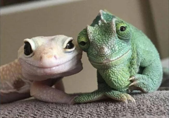 Random Fun Animals 40 Random Funny Animal Pictures For When You Need A Mood Boost