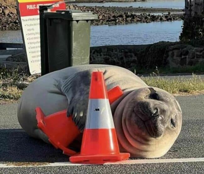 Randomest Animal 40 Random Funny Animal Pictures For When You Need A Mood Boost