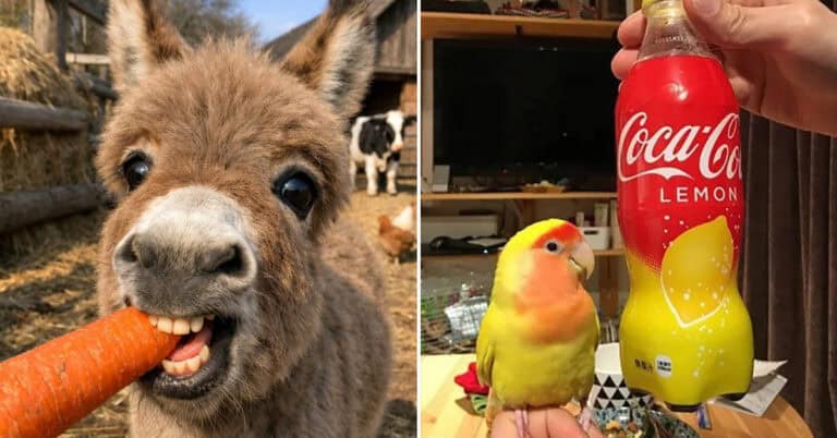 Random Fun Animals 40 Random Funny Animal Pictures That Feel Like A Glitch In A Very Cute ...