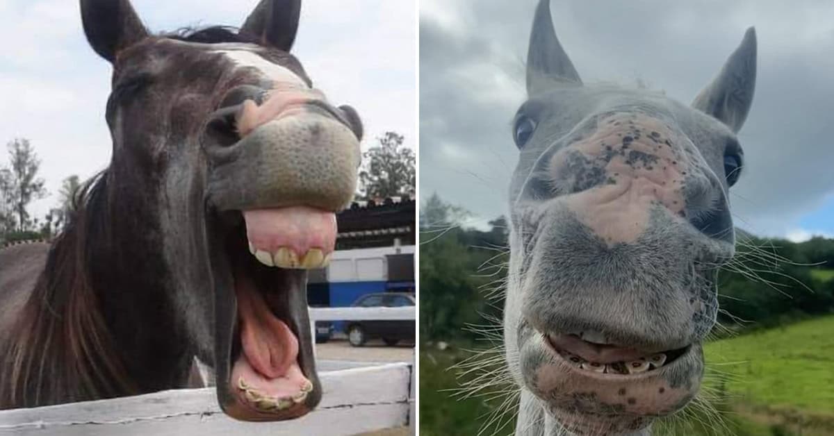 “Show Me Your Horse” — 25 Funny Equestrian Photos That Are Pure Horseplay