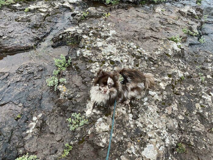 Small dog climbing rocky terrain on a leash outdoors.