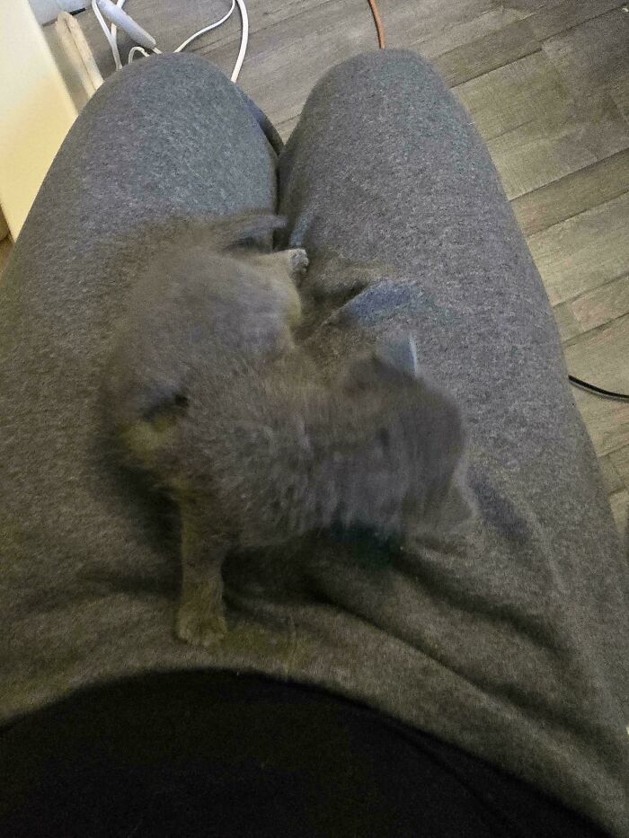 Puppy lying on lap, adorable gray fur, relaxed and comfortable, perfect for pet lovers.