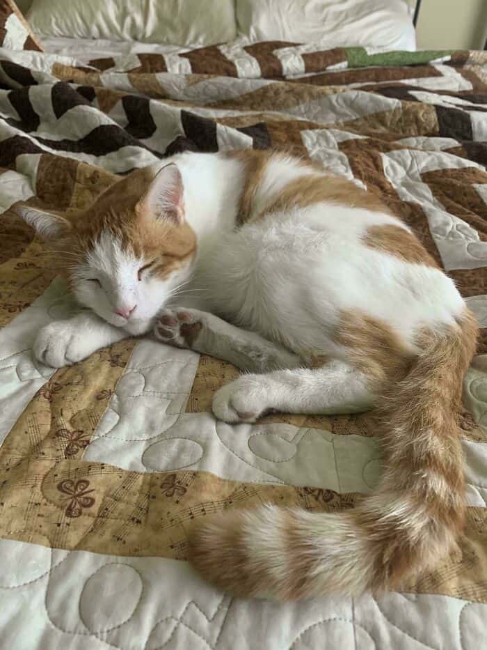 Adorable cat sleeping peacefully on a patterned quilt.