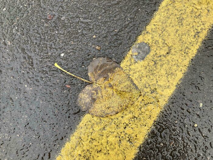 Wet asphalt with a yellow parking line and a fallen leaf.
