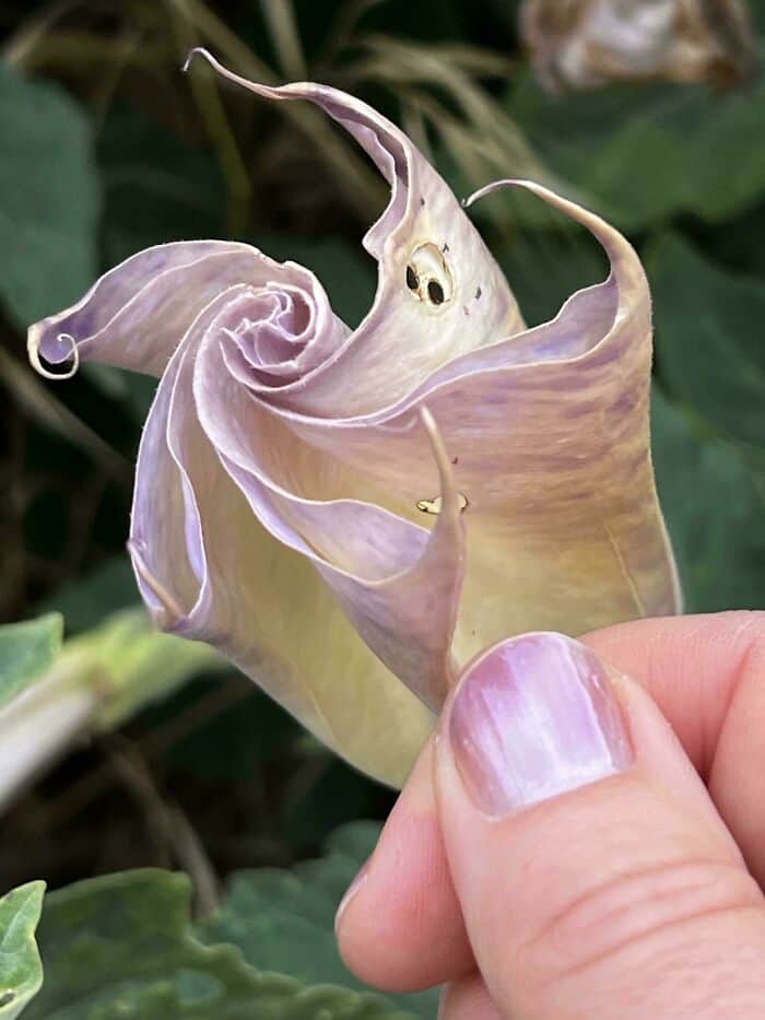 Close-up of a ghost orchid flower with unique, curling petals and pale colors.
