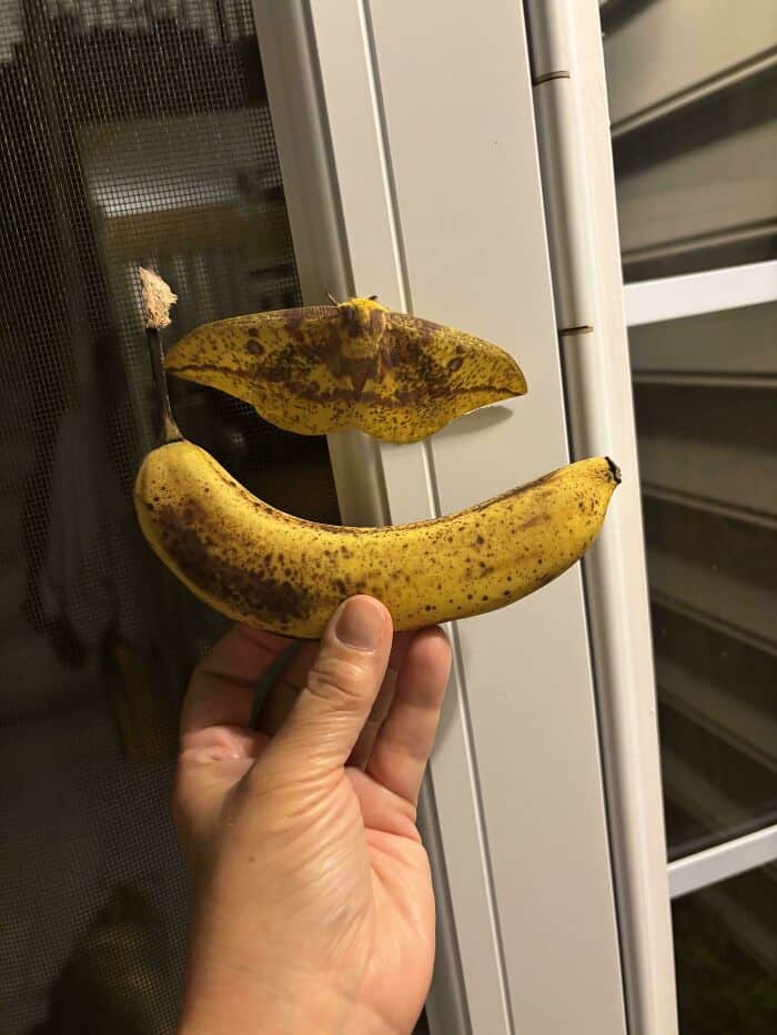 Hand holding a banana and banana peel near a window at night.