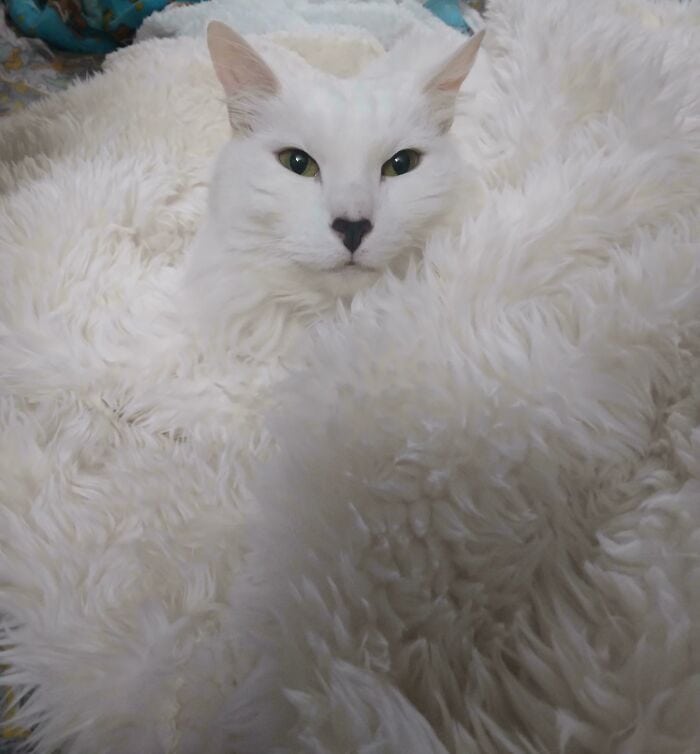 White cat nestled in soft, plush blanket, showcasing comfort and relaxation.