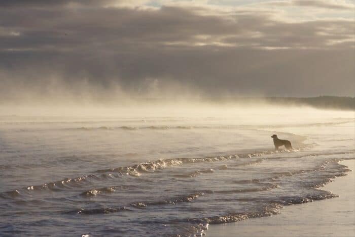Dog walking on the beach during sunrise with mist and gentle waves.