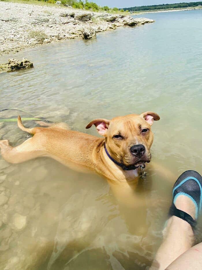 Dog swimming in lake, enjoying water and outdoor activity.