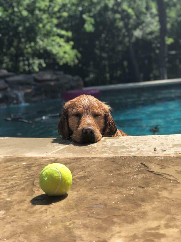 Dog relaxing in a swimming pool with a tennis ball on the edge.