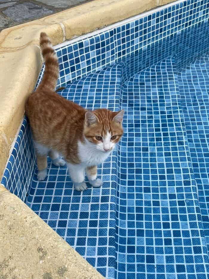 Adorable orange and white cat standing at the edge of a swimming pool with blue mosaic tiles.