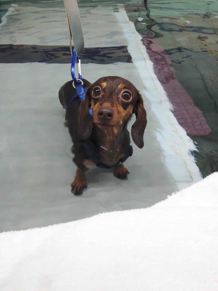 Dachshund dog standing in a pool with water, wearing a blue harness, looking at the camera.