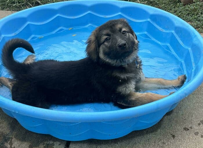 Cute puppy lying in a small blue plastic pool outdoors, enjoying a refreshing splash on a warm day.