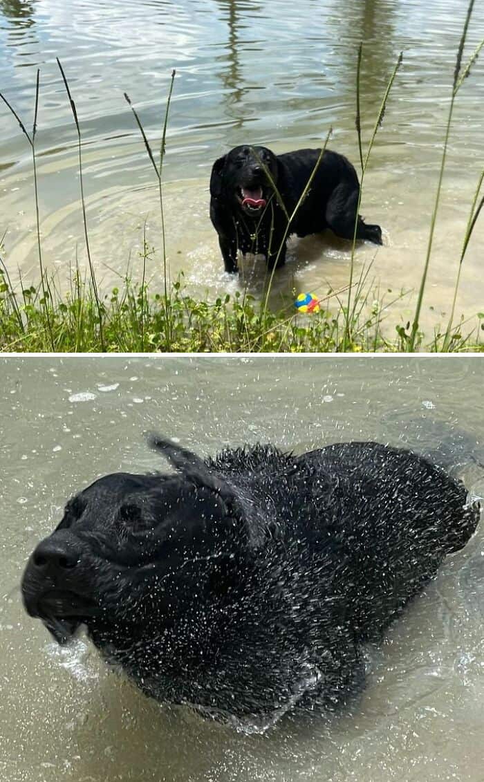 Black Labrador retriever enjoying a swim in a lake with tall grass nearby.