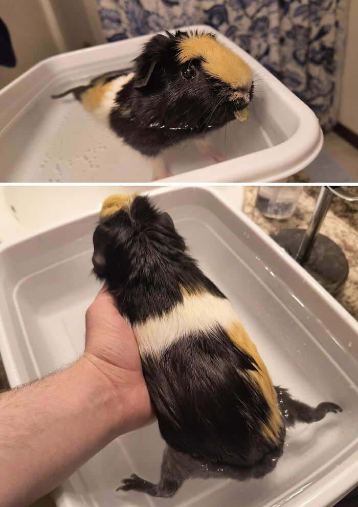Guinea pig bathing in a small white basin, showing its black, white, and tan fur.