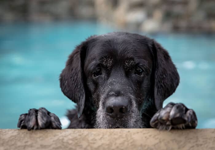 Adorable black Labrador puppy resting its paws on pool edge, looking curious and playful.