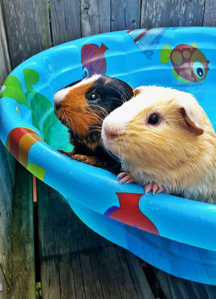 Guinea pigs sitting in a colorful plastic kiddie pool, enjoying outdoor playtime.