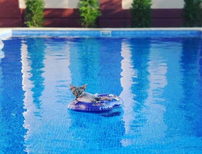 Kitten relaxing on a float in a backyard pool with clear blue water and green trees in the backgroun.