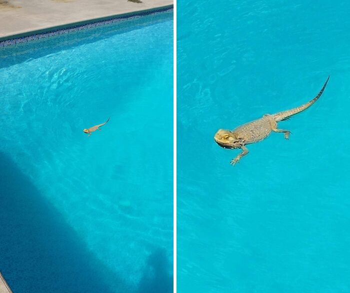 Close-up of a lizard swimming in a clear blue pool water.