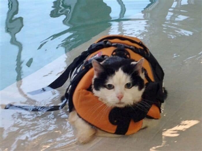 Adorable black and white cat with a life jacket in a pool or water setting.