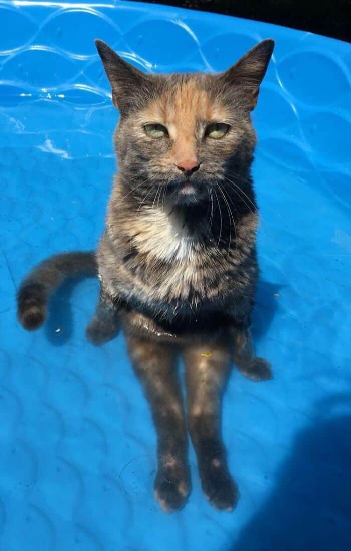 Tortoiseshell cat relaxing in a blue pool on a sunny day.