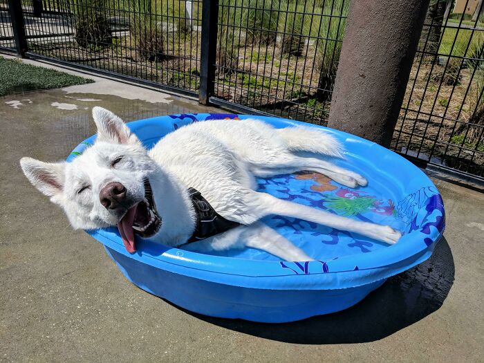 Cute white dog lying in a blue kiddie pool, enjoying a sunny day outdoors.