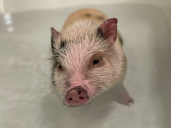 Pig in a bath, wet and clean, relaxing in water.