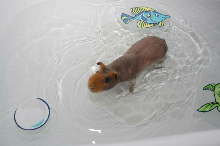 A small guinea pig swimming in a shallow pool with colorful fish and a toy, showcasing adorable pet.