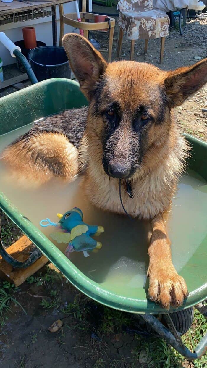 Adorable German Shepherd dog sitting in a green tub filled with water, enjoying a bath outside on a.