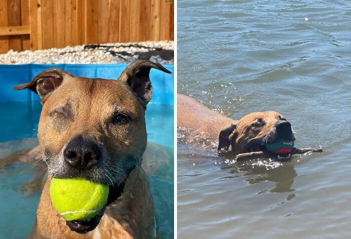 Dog holding tennis ball in mouth, enjoying pool time.