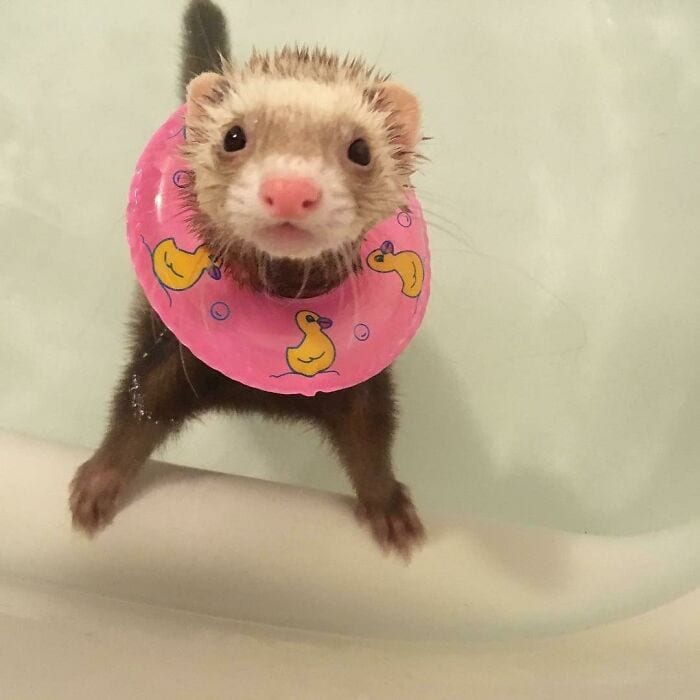 Adorable ferret wearing a pink duck ring float in the bathtub.
