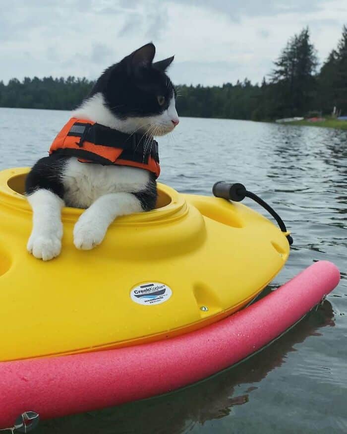 Adorable black and white cat wearing an orange life jacket sitting in a yellow kayak on a calm lake.