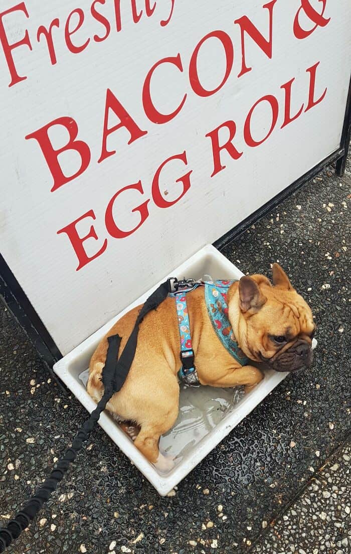 French Bulldog sitting in a tray labeled "Bacon & Egg Roll" outside a shop.