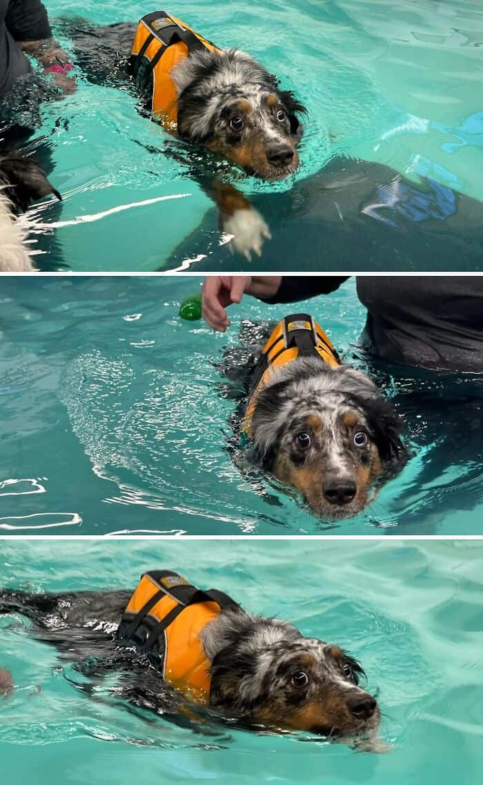 Dog swimming with orange life jacket in pool.