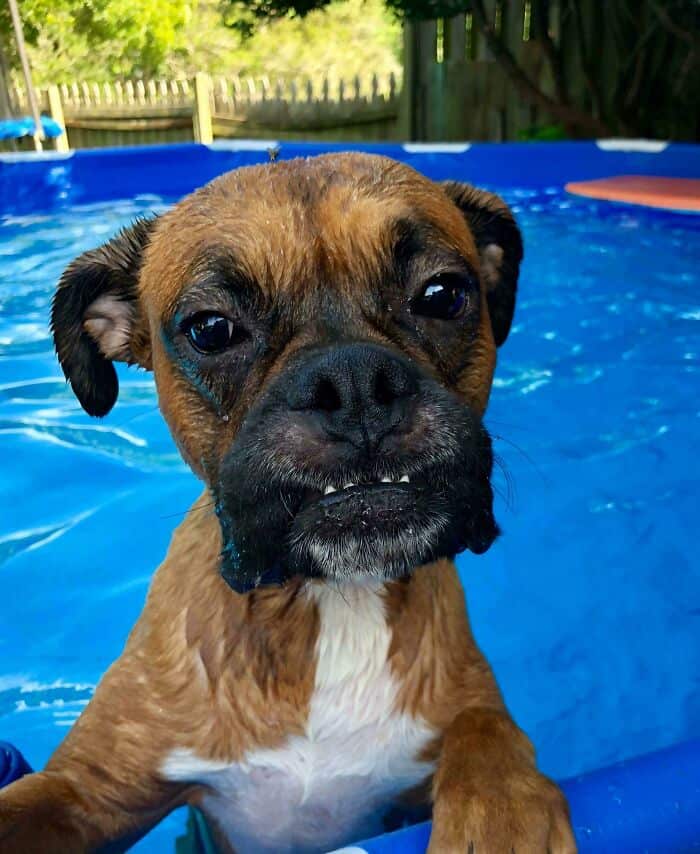Puppy swimming in a backyard pool, enjoying a sunny day.