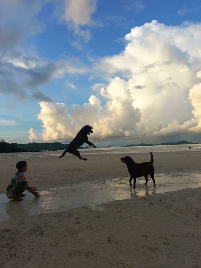 Beach with dogs and a child playing, capturing a fun moment at the shoreline.