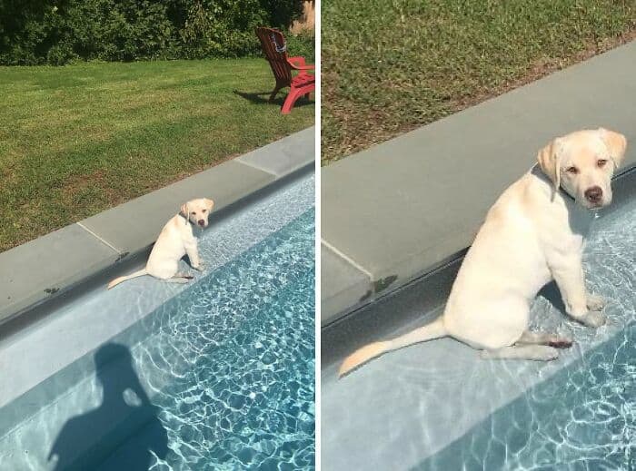 Labrador puppy sitting on the pool edge, enjoying a sunny day outdoors. Perfect for pet lovers and s.