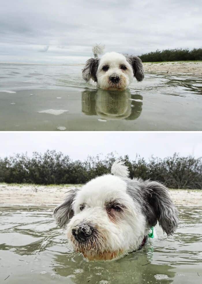 Dog swimming in shallow water at the beach, looking at the camera with a curious expression.
