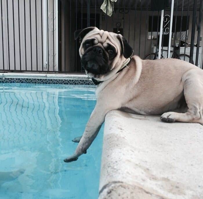 Pug dog relaxing by the poolside, showcasing adorable facial expressions and playful personality. Pe.