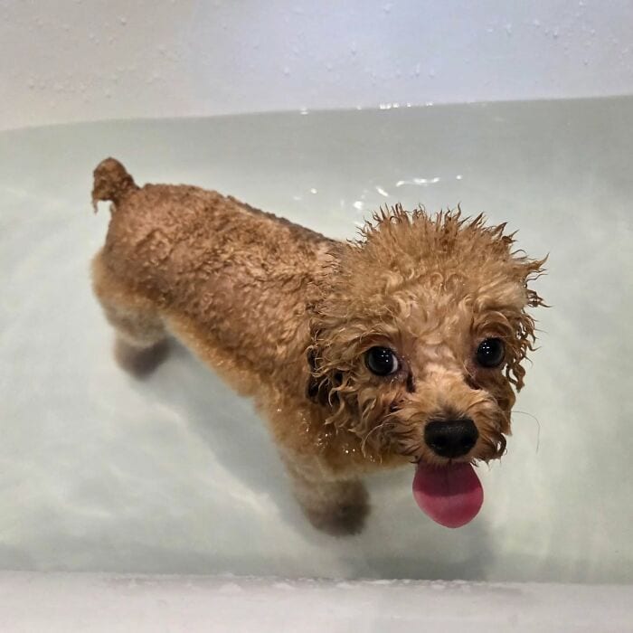 Adorable poodle puppy with curly fur soaking in a bath, looking up with big eyes and tongue out, enj.