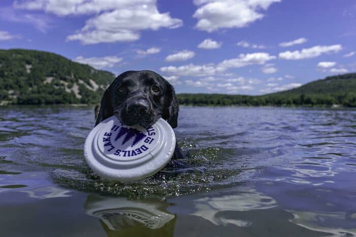 Dog swimming in water holding a frisbee in mouth.